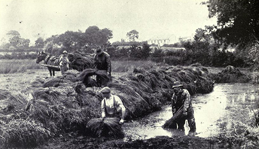 Linen Manufacture: Removing the Flax From the Pond